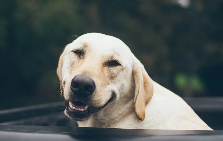 یادگیری ماشین چگونه تصویر یک سگ را تشخیص میدهد