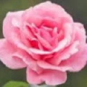 hosseinbavandsavadkouhi3