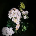 m.hajiali2585